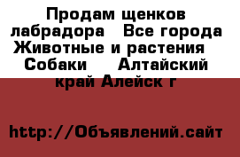 Продам щенков лабрадора - Все города Животные и растения » Собаки   . Алтайский край,Алейск г.